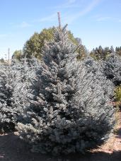 Colorado Spruce